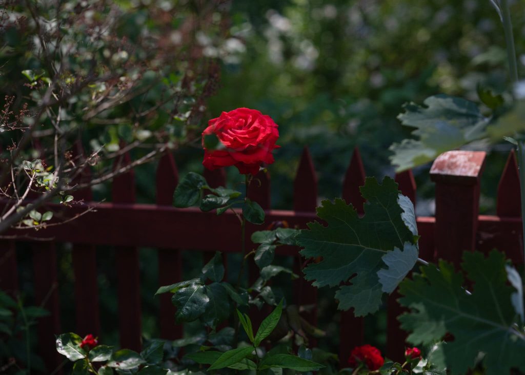 08WELL-WORLD-SWEDISH-GARDENS-14-zfcq-superJumbo