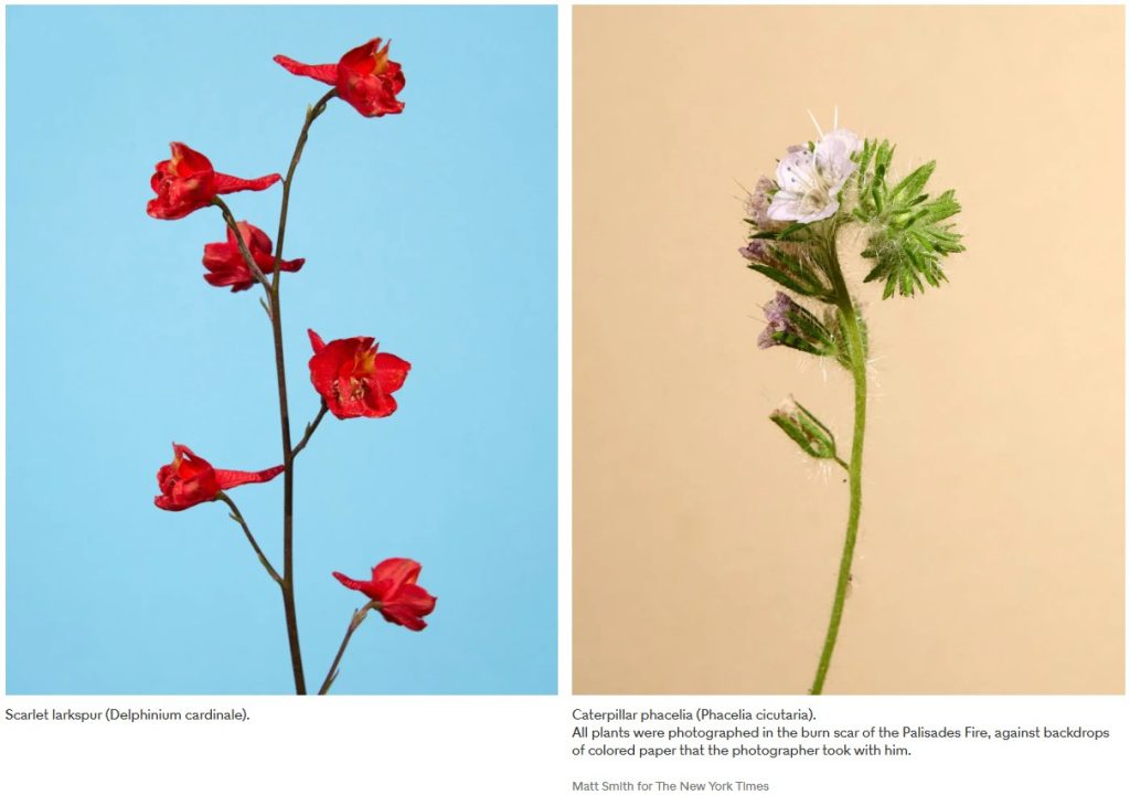 flowers 1