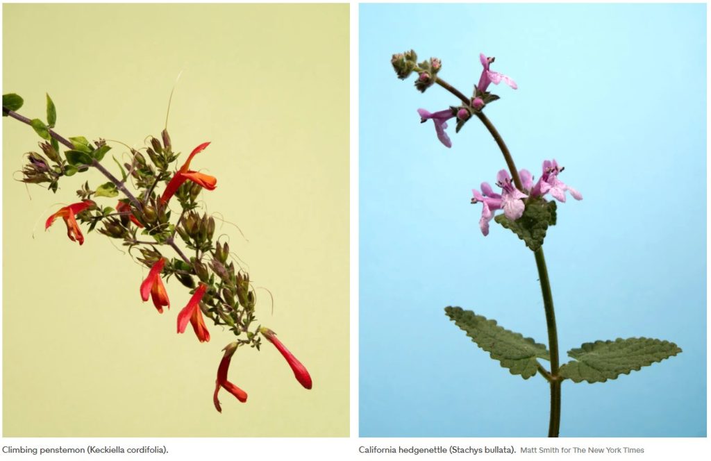 flowers 2