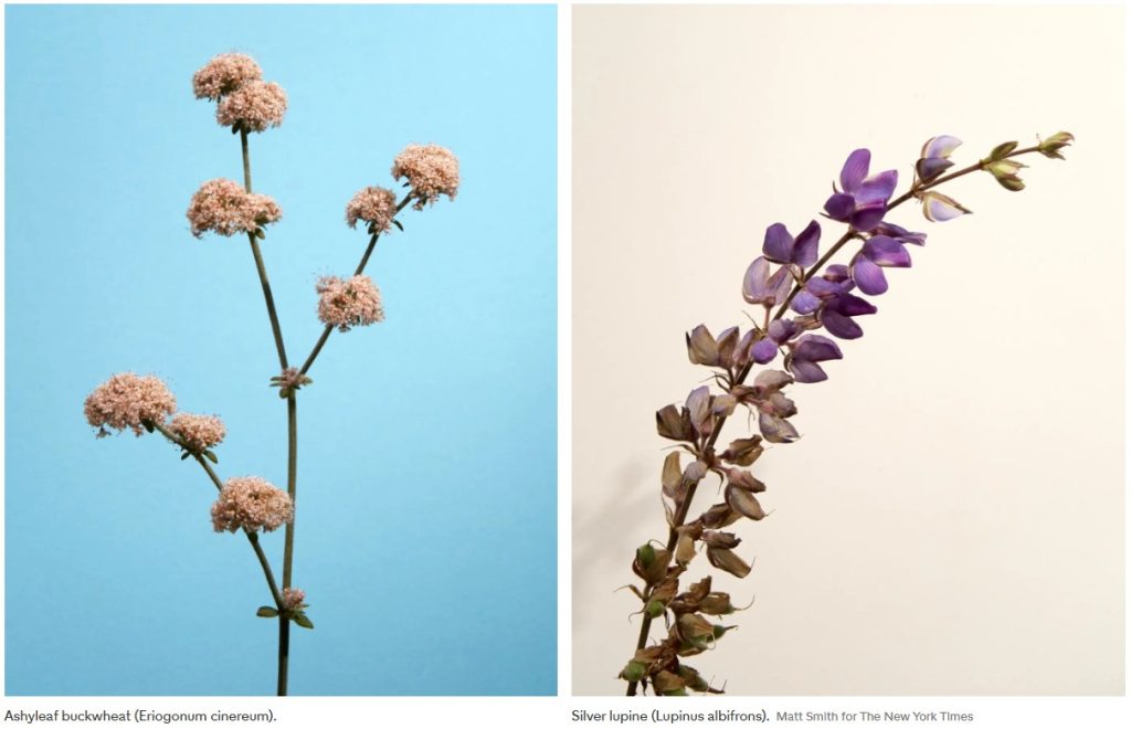 flowers 4