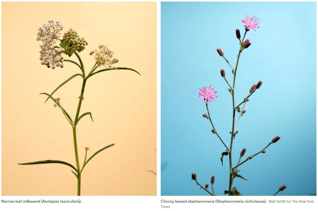 flowers 6