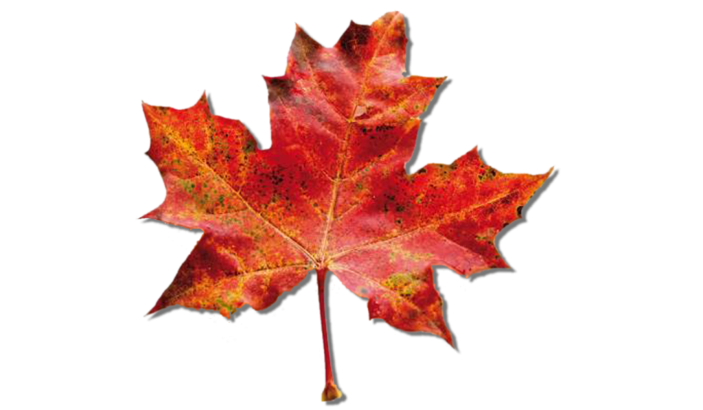 mapleleaf-1408