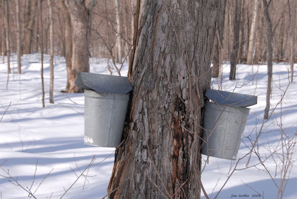 mapletreebuckets1408